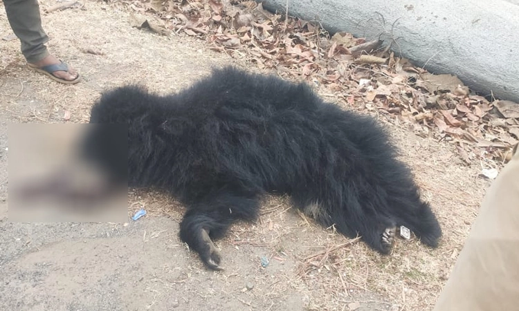 Dandeli: ಅಪರಿಚಿತ ವಾಹನ ಡಿಕ್ಕಿ ಹೊಡೆದು ಕರಡಿ ಸಾವು