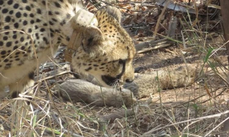 Cheetah; ಐದು ಮರಿಗಳಿಗೆ ಜನ್ಮ ನೀಡಿದ ಗಾಮಿನಿ :ಸಂಖ್ಯೆ 26 ಕ್ಕೆ ಏರಿಕೆ