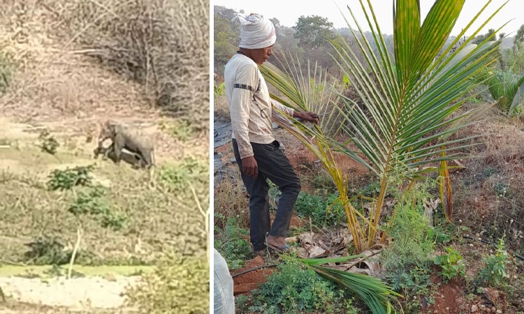 Wild Elephant; ಮಾಗಡಿ: ಒಂಟಿ ಸಲಗ ಹಾವಳಿಗೆ ರೈತರು ಕಂಗಾಲು
