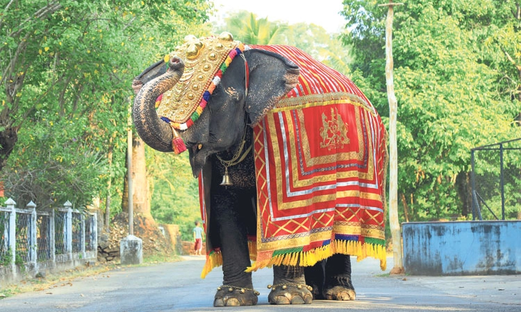 Elephant Death: ಶ್ರೀಕ್ಷೇತ್ರ ಧರ್ಮಸ್ಥಳದ ಆನೆ ಲತಾ ಇನ್ನಿಲ್ಲ