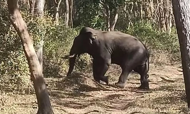 ನಾರ್ಯ-ದೊಂಡೋಲೆಯಲೆಯಲ್ಲಿ ಒಂಟಿ ಸಲಗ; ಸ್ಥಳೀಯರು, ಅರಣ್ಯ ಇಲಾಖೆ ಕಾರ್ಯಾಚರಣೆ