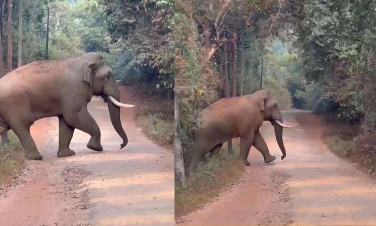 Subramanya: ಐನೆಕಿದು ಶಾಲಾ ಬಳಿ ರಸ್ತೆ ದಾಟಿದ ಕಾಡಾನೆ