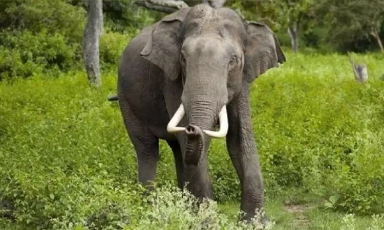 Wild Elephant; ಕನ್ಯಾಡಿ: ಒಂಟಿ ಸಲಗದ ದಾಂಧಲೆ