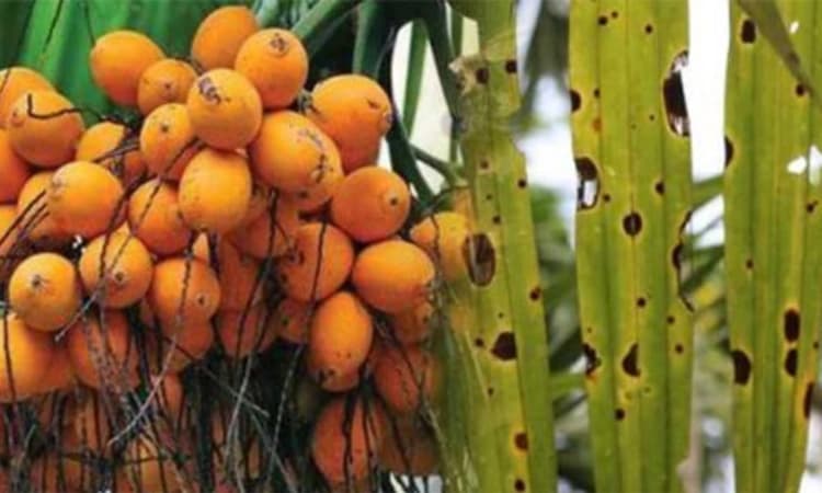 Subramanya ಅಡಿಕೆ ಎಲೆಚುಕ್ಕಿ ರೋಗಕ್ಕೆ ಔಷಧ