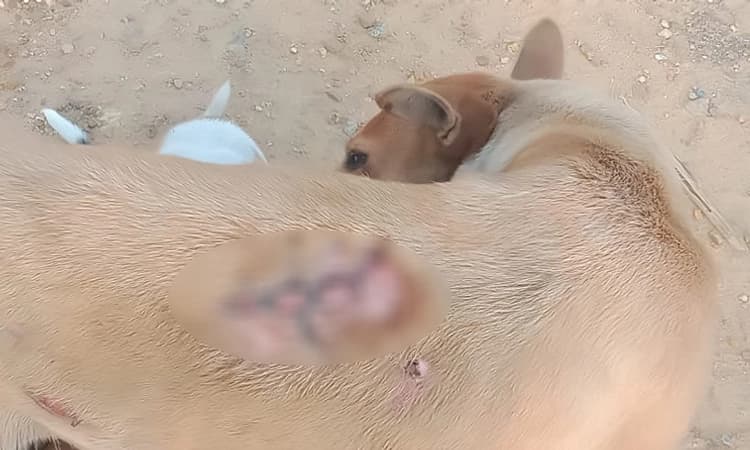 ನಾಯಿ ಮೇಲೆ ಚಿರತೆ ದಾಳಿ : ಗ್ರಾಮಸ್ಥರಲ್ಲಿ ಆತಂಕ