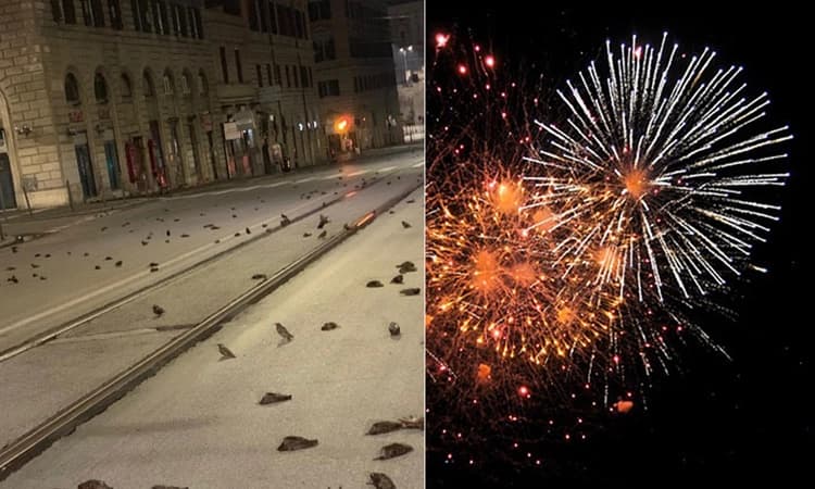 ಹೊಸ ವರ್ಷದ ಸಂಭ್ರಮಾಚರಣೆ ವೇಳೆ ಸಿಡಿಸಿದ ಪಟಾಕಿಗೆ ನೂರೂರು ಹಕ್ಕಿಗಳು ಬಲಿ