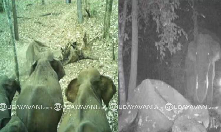 Chikkamagaluru: ಮೃತ ಆನೆಯ ಕಳೇಬರ ನೋಡಲು ಬಂದ ಆನೆಗಳು; ಕ್ಯಾಮರಾದಲ್ಲಿ ಸೆರೆಯಾಯ್ತು ದೃಶ್ಯ