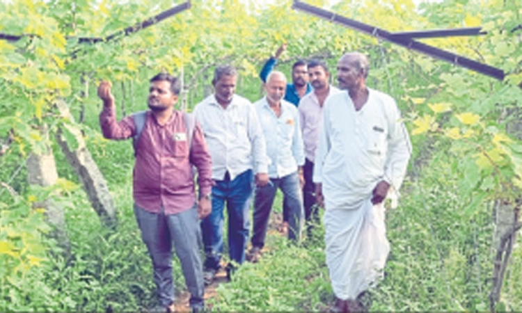 ತೆಲಸಂಗ: ದ್ರಾಕ್ಷಿ ಮತ್ತೆ ಹುಳಿಯಾಗುವ ಆತಂಕ- ನಷ್ಟ ಅನುಭವಿಸುವ ಭೀತಿ