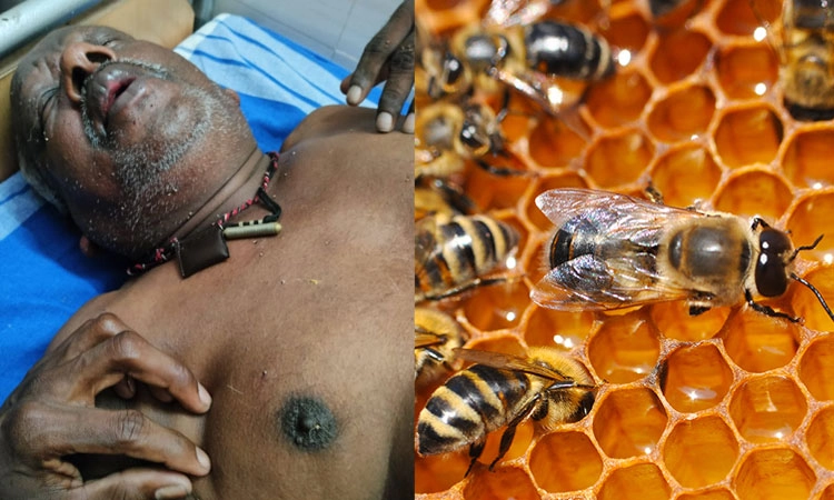 Hosanagara: ಹೆಜ್ಜೇನು ದಾಳಿಯಿಂದ ಏಳು ಮಂದಿಗೆ ಗಾಯ; ಒಬ್ಬರ ಸ್ಥಿತಿ ಗಂಭೀರ