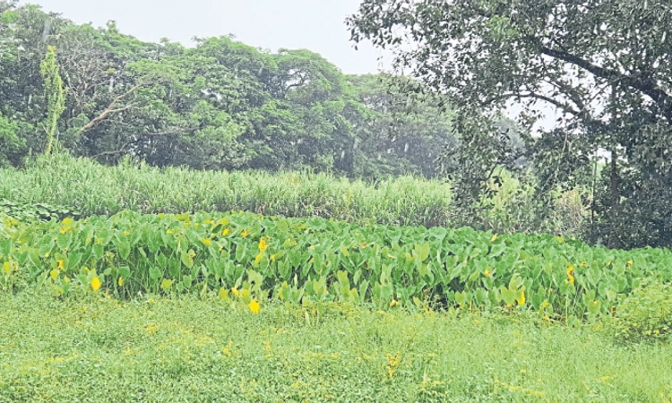 Kaup ಪೇಟೆ ಕೊಳಚೆಗೆ ಕೃಷಿ ಭೂಮಿಗಳೇ ಬಲಿ!; 80ಕ್ಕೂ ಅಧಿಕ ಮನೆಗಳಿಗೆ ನಿತ್ಯ ಯಾತನೆ