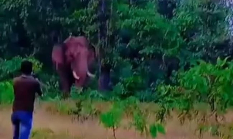 Selfie Gone Wrong: ಕಾಡಾನೆ ಎದುರು ಸೆಲ್ಫಿ ತೆಗೆಯಲು ಹೋಗಿ ಜೀವ ಕಳೆದುಕೊಂಡ ಯುವಕ