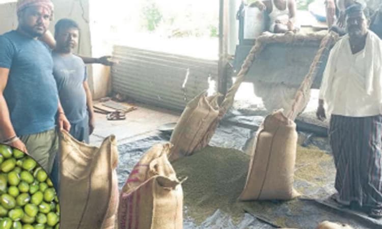 ಧಾರವಾಡ : ಹೆಸರು ಬೆಳೆ ಬಂಪರ್‌..ಬೆಲೆ ಪಾಪರ್‌..!