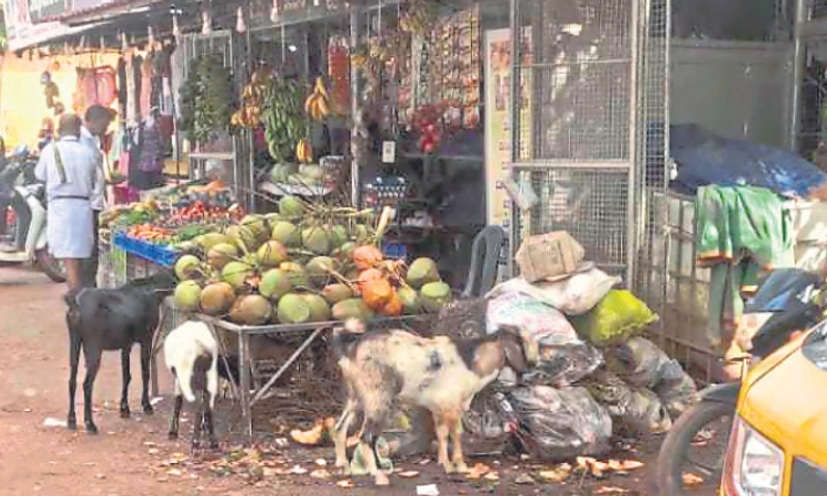 Bellare: ಆಡನ್ನು ಪೇಟೆಗೆ ಬಿಟ್ಟ ಮಾಲಕರಿಗೆ ದಂಡ