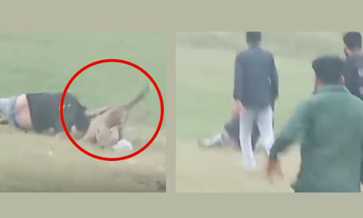 Madhya Pradesh: ಚಿರತೆ ಕೆಣಕಿ, ಕಚ್ಚಿಸಿಕೊಂಡ ಮೂವರು ಪ್ರವಾಸಿಗರು