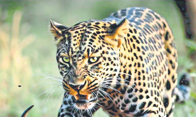 Udupi: ಎರಡು ವರ್ಷಗಳಲ್ಲಿ ಚಿರತೆ ದಾಳಿಗೆ 122 ಜಾನುವಾರುಗಳು ಬಲಿ!