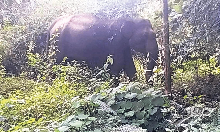 Elephant: ಕುಶಾಲನಗರ ವ್ಯಾಪ್ತಿಯಲ್ಲಿ ಕಾಡಾನೆ ಸಂಚಾರ