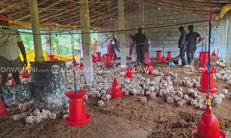 Holehonnuru: ರಣಭೀಕರ ಮಳೆ; ಕೋಳಿ ಫಾರಂಗೆ ನುಗ್ಗಿದ ನೀರು; 3500 ಕೋಳಿ ಬಲಿ