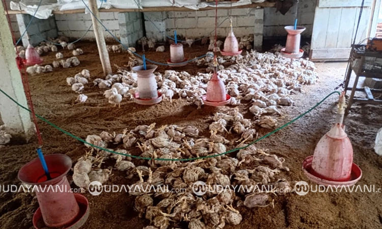 Shimoga: ಕೋಳಿ ಫಾರಂಗೆ ನುಗ್ಗಿದ ಕೆರೆ ನೀರು; ಸಾವಿರಾರು ಕೋಳಿಗಳ ಸಾವು