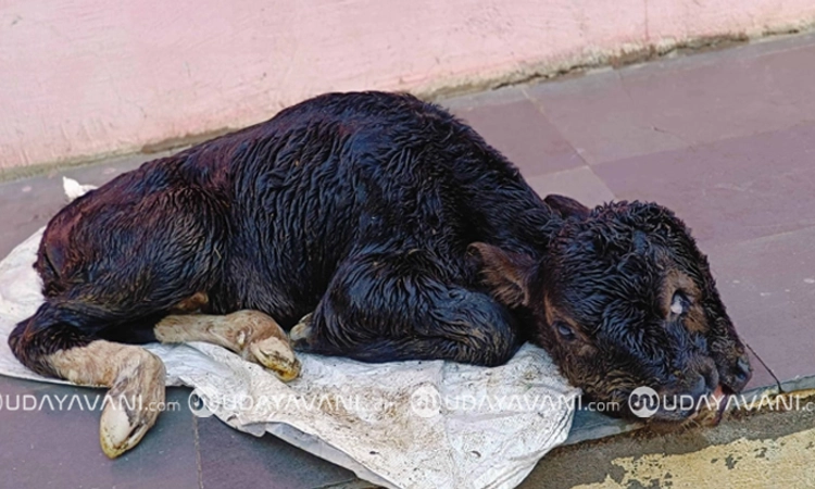 Vijayapura: ಎರಡು ನಾಲಿಗೆ, ಎರಡು ಮೂಗು, ಮೂರು ಕಣ್ಣುಗಳಿರುವ ಕರು ಜನನ