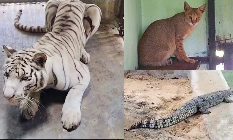 Patna Biological Park: ಬನ್ನೇರುಘಟ್ಟಕ್ಕೆ ಬಿಹಾರದಿಂದ ಅತಿಥಿಗಳು!