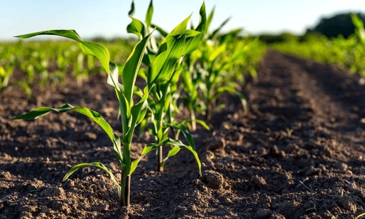 Agricultural: ರೈತರ ಸಂಕಷ್ಟಕ್ಕೆ ಸ್ಪಂದನೆ ಮೊದಲ ಆದ್ಯತೆಯಾಗಲಿ