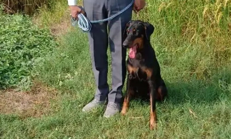 Police dog; ರೈತನ ಮನೆಯಿಂದ ಕಳವಾಗಿದ್ದ 1.07 ಕೋಟಿ ರೂ.ಹಣ ಪತ್ತೆಗೆ ನೆರವಾದ ಶ್ವಾನ