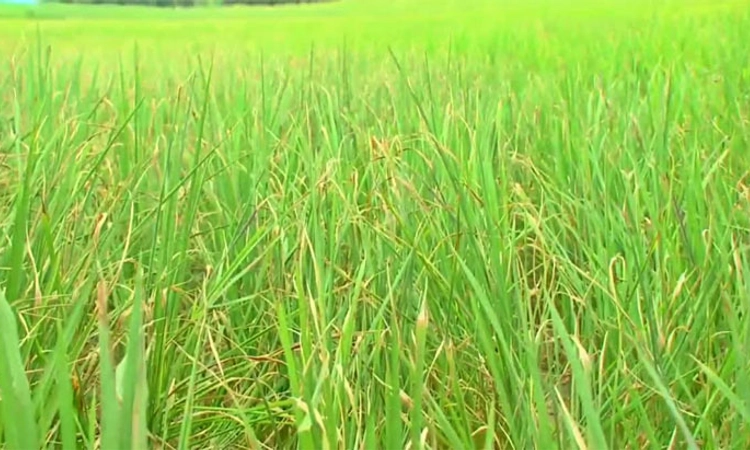 ಭತ್ತದ ಬೆಳೆಗೆ ಕೊಳವೆ ರೋಗ; ರೈತರಿಗೆ ಸಿಗದ ಸೂಕ್ತ ಮಾರ್ಗದರ್ಶನ