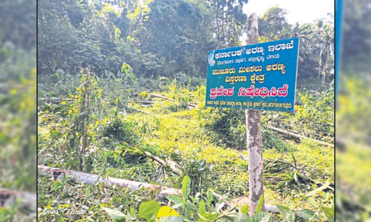Kadaba: ಐತ್ತೂರು ಅರಣ್ಯಾಧಿಕಾರಿಗಳಿಂದ ಒತ್ತುವರಿ ತೆರವು
