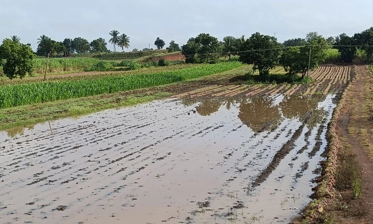 Mudhola: ಮೆಕ್ಕೆಜೋಳಕ್ಕೂ ಕುತ್ತು; ರೈತರ ಆರ್ಥಿಕತೆಗೆ ಮಾರಕ ಹೊಡೆತ