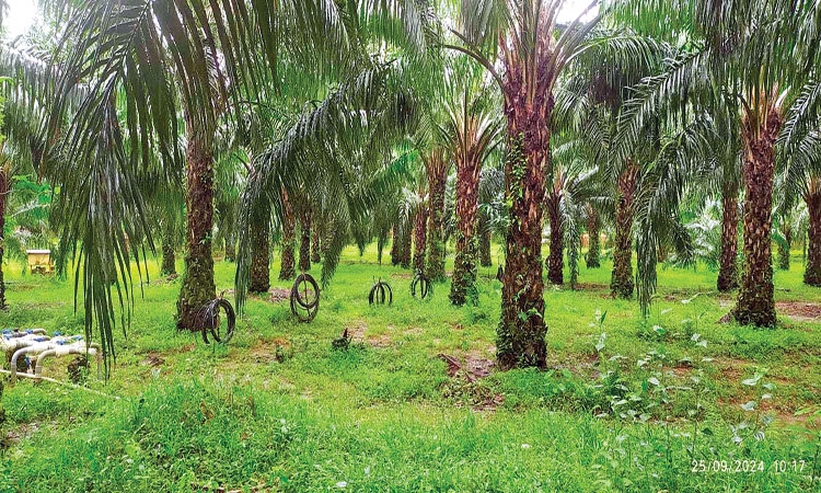 Edible Oil Mission: ಕರಾವಳಿಗರ ಕೈ ಹಿಡಿದೀತೇ ಎಣ್ಣೆ ತಾಳೆ