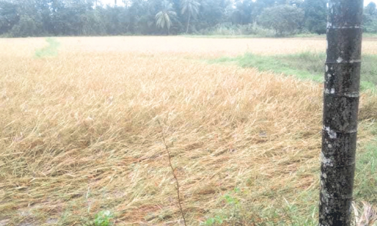 Kinnigoli: ಮಳೆ; ಕೊಳೆಯುವ ಭೀತಿಯಲ್ಲಿ ಭತ್ತದ ಬೆಳೆ