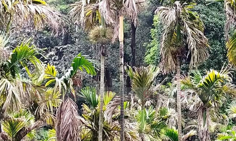 Karkala: ಅಡಿಕೆಯಲ್ಲಿ ಚೆಂಡೆಕೊಳೆ ರೋಗ ಪತ್ತೆ; ರೈತರಿಗೆ ದೊಡ್ಡ ಪ್ರಮಾಣದ ನಷ್ಟ