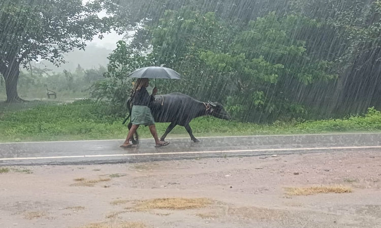 Rain: ದಕ್ಷಿಣ ಕನ್ನಡ, ಉಡುಪಿ ಜಿಲ್ಲೆಯಲ್ಲಿ ವಿವಿಧೆಡೆ ದಿನವಿಡೀ ಉತ್ತಮ ಮಳೆ