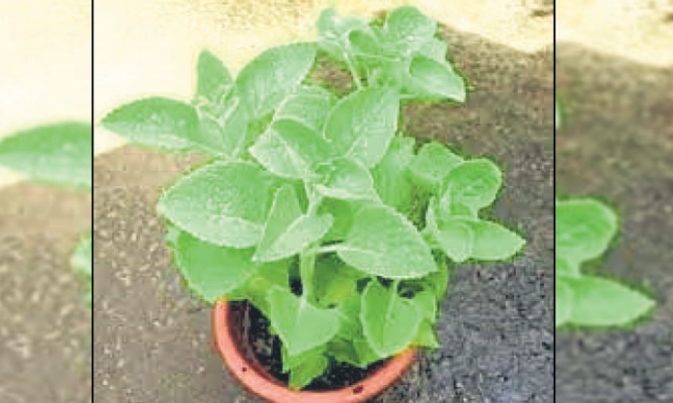 Mangaluru: ಸಾವಯವ ಕೃಷಿಕ ಗ್ರಾಹಕ ಬಳಗದಿಂದ ನ. 1ರಂದು ನಗರದಲ್ಲಿ ಕಾರ್ಯಾಗಾರ