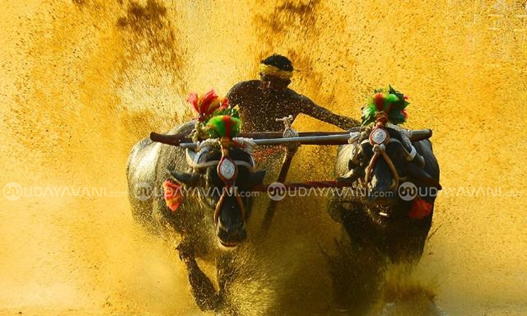 Kambala: ನ. 27ಕ್ಕೆ ಶಿರ್ವ ನಡಿಬೆಟ್ಟು ಸೂರ್ಯ -ಚಂದ್ರ ಜೋಡುಕೆರೆ ಕಂಬಳ