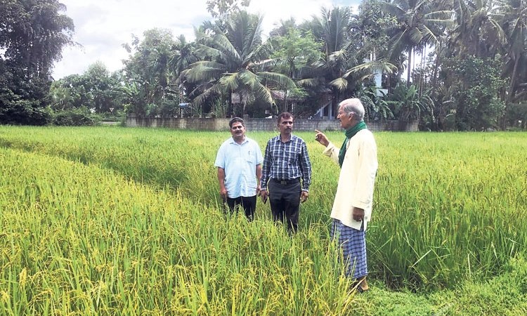 Udupi: ಉಭಯ ಜಿಲ್ಲೆಯಲ್ಲಿ ದಿಢೀರ್‌ ಮಳೆ: ರೈತರಲ್ಲಿ ಹೆಚ್ಚಿದ ಆತಂಕ