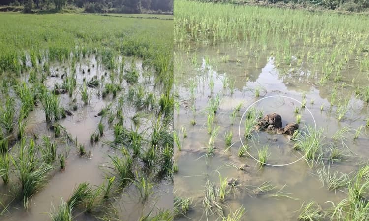 Elephant: ಆಗುಂಬೆ ಪರಿಸರದಲ್ಲಿ ಕಾಡಾನೆ ಹಾವಳಿ… ಮಾಹಿತಿ ನೀಡಿದರೂ ಸ್ಪಂದಿಸದ ಅಧಿಕಾರಿಗಳು