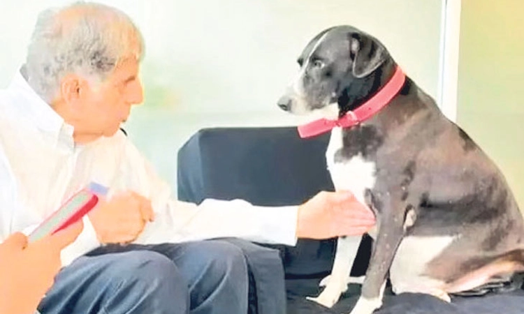 Ratan Tata; ಶ*ವಪೆಟ್ಟಿಗೆ ಬಿಟ್ಟು ಕದಲದ ‘ಗೋವಾ’: ಒಡೆಯನ ಸಾವಿಗೆ ಶ್ವಾನದ ಕಂಬನಿ!