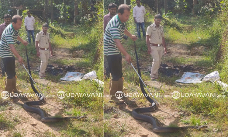 Kottigehara: ಕಾಳಿಂಗ ಸರ್ಪ ಸೆರೆ