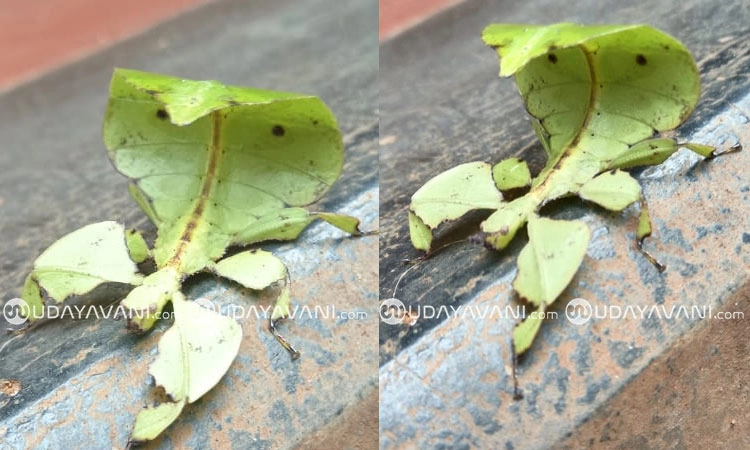 Sagara: ಎಲೆಲೆ, ಎಲೆ ಕೀಟ; ಅಪರೂಪಕ್ಕೆ ಕಂಡ ನೋಟ!