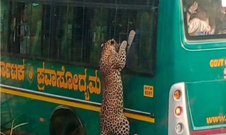 Video viral; ಬನ್ನೇರುಘಟ್ಟ ಉದ್ಯಾನವನದಲ್ಲಿ ಸಫಾರಿ ಬಸ್‌ಗೆ ನುಗ್ಗಲು ಮುಂದಾದ ಚಿರತೆ!