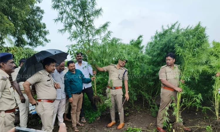 Bidar; ತೊಗರಿ ಹೊಲದಲ್ಲಿ 700ಕ್ಕೂ ಹೆಚ್ಚು ಗಾಂಜಾ ಗಿಡಗಳು!; ಪೊಲೀಸ್ ದಾಳಿ