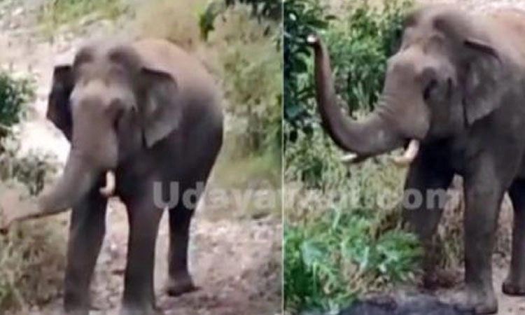 Wild Elephant: ಧರ್ಮಸ್ಥಳ, ಚಾರ್ಮಾಡಿಯಲ್ಲಿ ಕಾಡಾನೆಗಳ ಹಾವಳಿ
