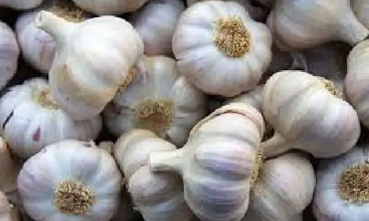 India Market: ಚೀನ ಬೆಳ್ಳುಳ್ಳಿ ಮೇಲಿನ ನಿಷೇಧ ಕಟ್ಟುನಿಟ್ಟಾಗಿ ಕಾರ್ಯಗತಗೊಳ್ಳಲಿ