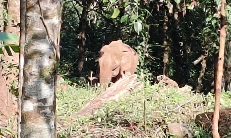 Hasana:ಅನಾರೋಗ್ಯ: 3 ದಿನಗಳಿಂದ ನಿಂತಲ್ಲೇ ನಿಂತಿದ್ದ ಕಾಡಾನೆ ಸಾವು