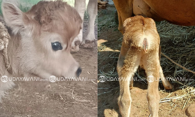 Hunsur: ವಿಚಿತ್ರ ಕರು ಜನನ