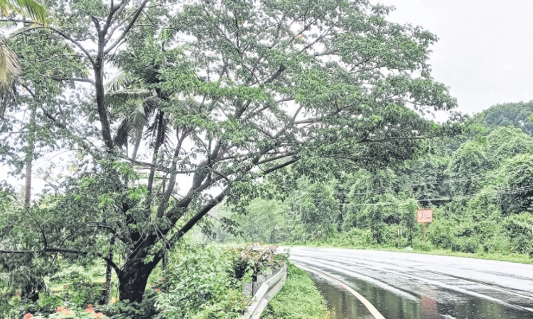 Karkala: ಕೆಮ್ಮಣ್ಣು ತಿರುವಿನಲ್ಲಿ ಅಪಾಯಕಾರಿ ಮರ !