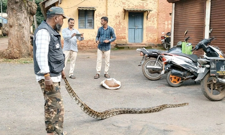 Dharwad: ಕಬ್ಬಿನ ಗದ್ದೆಯಲ್ಲಿ ಪತ್ತೆಯಾಯ್ತು ಆರು ಅಡಿ ಉದ್ದದ ಹೆಬ್ಬಾವು
