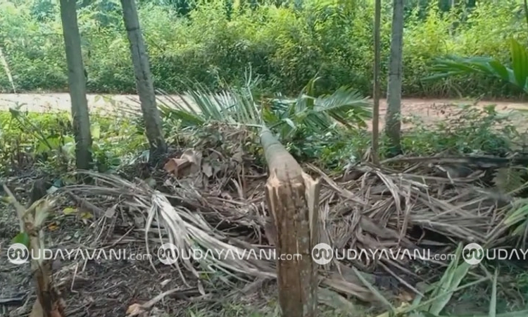 Shimoga: ಪುರದಾಳು ಗ್ರಾಮದಲ್ಲಿ ಕಾಡಾನೆ ದಾಳಿ; ಬಾಳೆ-ಅಡಿಕೆ ತೋಟದಲ್ಲಿ ದಾಂಧಲೆ