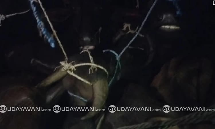 Shimoga; ಮಂಗಳೂರಿಗೆ ಗೋಸಾಗಾಟ; ಬಜರಂಗದಳ ಕಾರ್ಯಕರ್ತರಿಂದ ದಾಳಿ